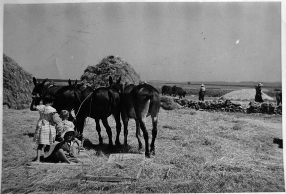 Trabajando en el campo.