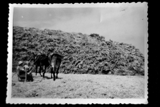 Burros, arado y paja.