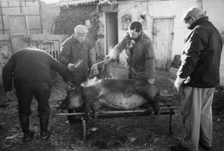 Matanza del cerdo. Pozuel