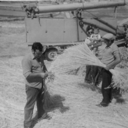 Atando vencejos. Pozuel