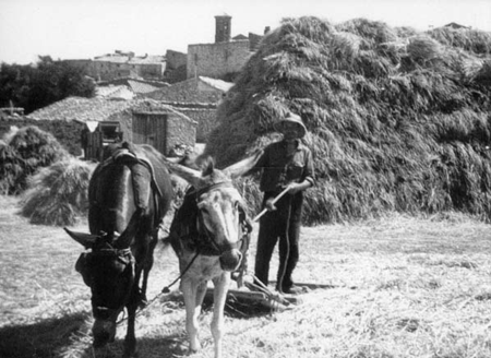 Trillando con las caballerÃ­as. Pozuel