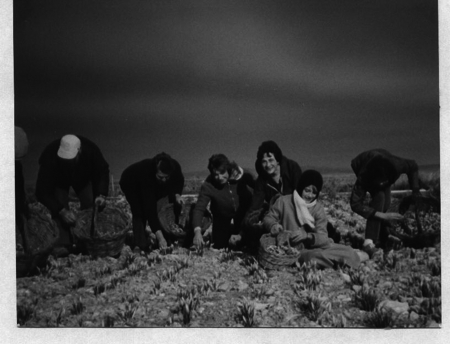 Mujeres recogidiendo azafrÃ¡n en Monreal.
