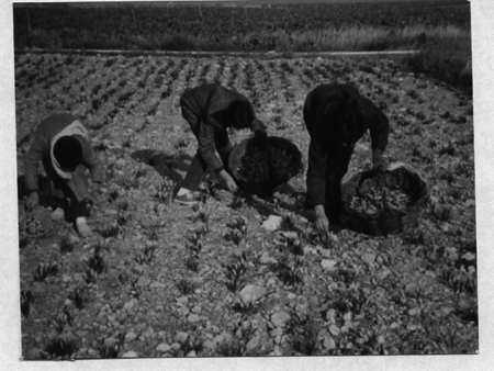 Recogiendo la flor del azafrÃ¡n en Monreal.