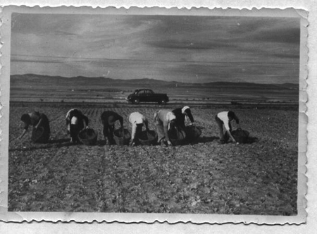 Recogiendo la flor del azafrÃ¡n en Monreal.