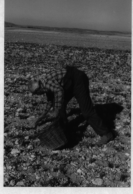 Hombre recogiendo el azafrÃ¡n. Monreal.