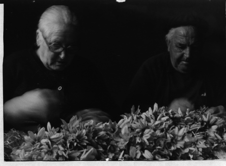 Pareja esbrinando azafrÃ¡n. Monreal.