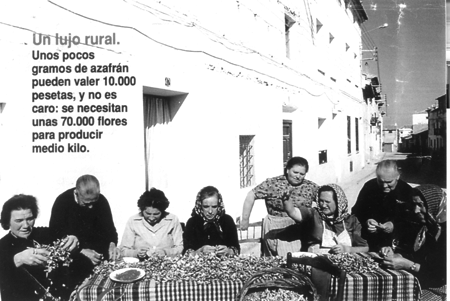 Grupo esbrinando azafrÃ¡n.  Monreal.