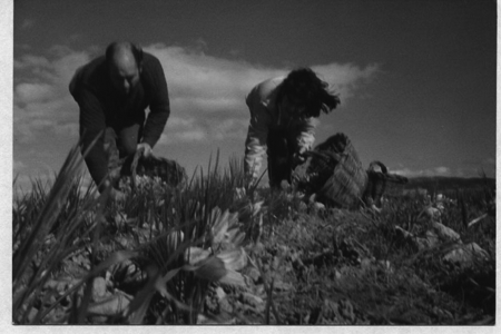 Recogiendo la flor del azafrÃ¡n. Monreal.