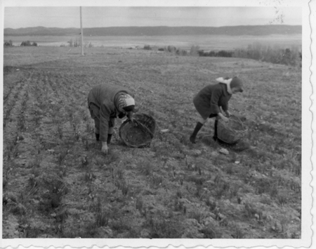 Recogiendo azafrÃ¡n en Monreal.
