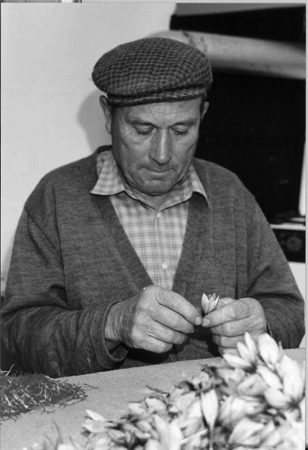 Hombre esbrinando azafrÃ¡n. Monreal.
