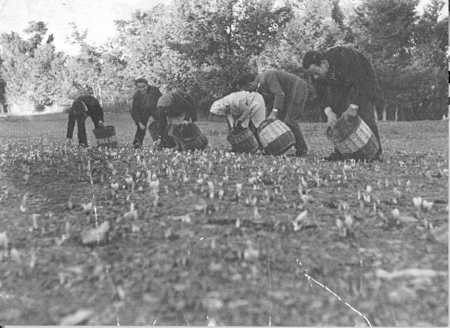 Recogiendo la flor del azafrÃ¡n. Loscos.