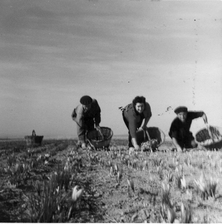 Cogiendo azafrÃ¡n. Tornos