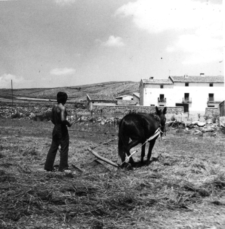 Trillando en el campo con caballerÃ­a. Tornos