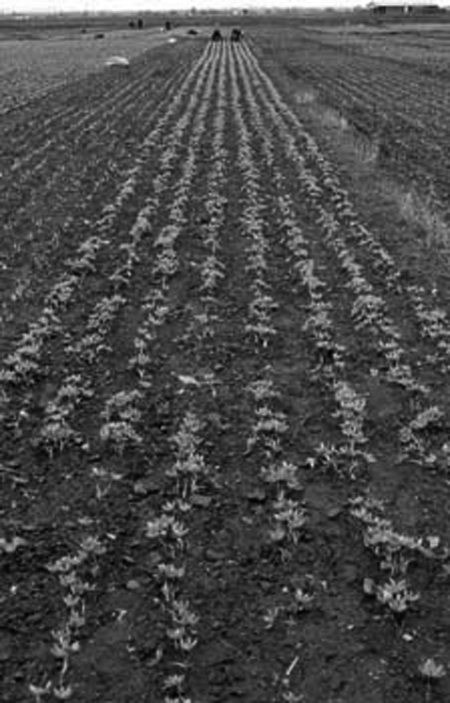 Campo de azafrÃ¡n. Pozuel