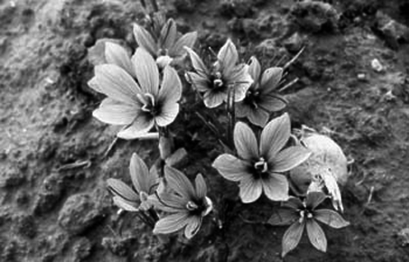 Flores de azafrÃ¡n. Pozuel