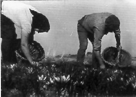 Recogiendo flor del azafrÃ¡n. Pozuel
