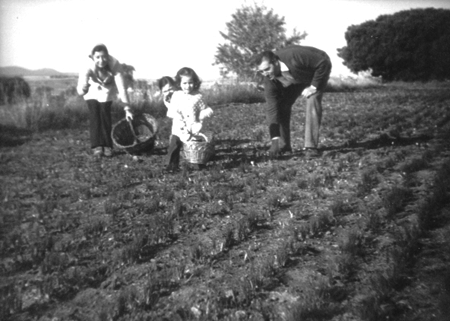 Familia recogiendo flores de azafrÃ¡n. Pozuel