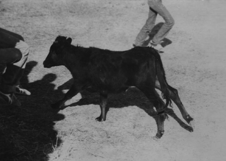 Vaquillas en Torralba de los Sisones.