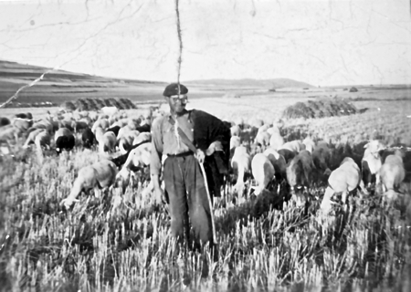 Pastor con el rebaÃ±o. Torralba de los Sisones.