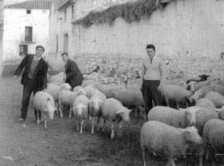 JÃ³venes con rebaÃ±o de ovejas. Torralba de los Sisones.