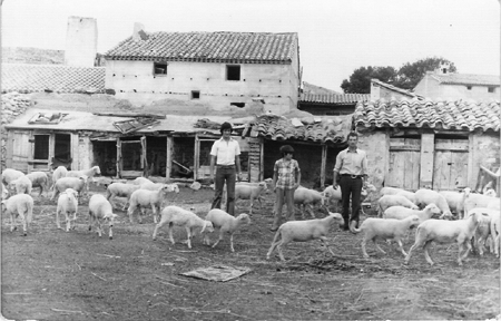 JÃ³venes junto a un rebaÃ±o de ovejas. Torralba de los Sisones.