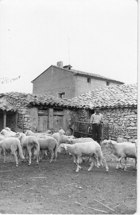 Pastor con rebaÃ±o de ovejas.Torralba de los Sisones.