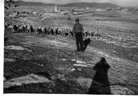 Pastoreando en el campo. Torralba de los Sisones