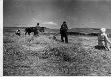 Trabajando en el campo. Torralba de los Sisones