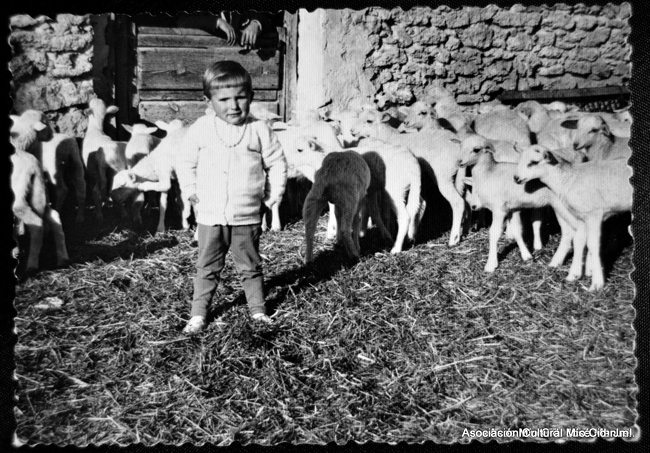 NiÃ±o con rebajo de ovejas