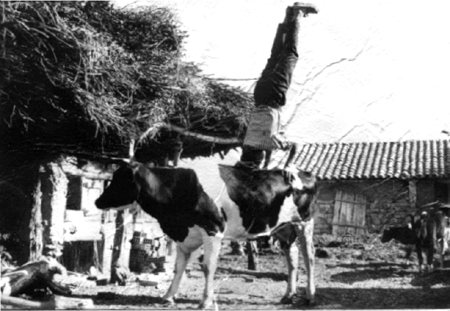 Acrobacias sobre una vaca. AÃ±o 1964. Cella.