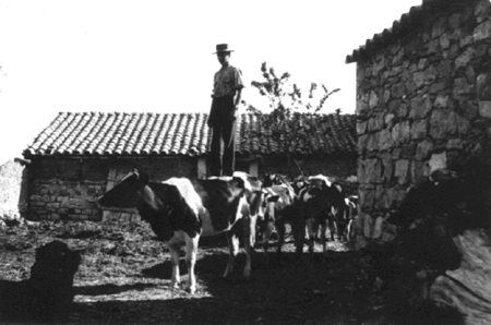 Acrobacias sobre una vaca. AÃ±o 1964. Cella.