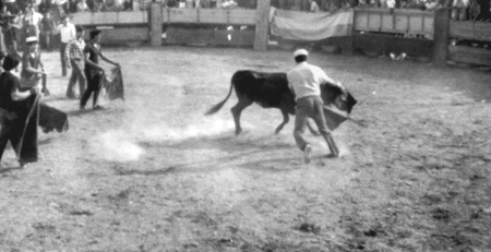 Toros en Villarquemado.