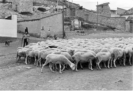 Pastor con su rebaÃ±o de ovejas. Villarejo.
