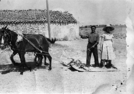 Trabajando en el campo. Monforte.