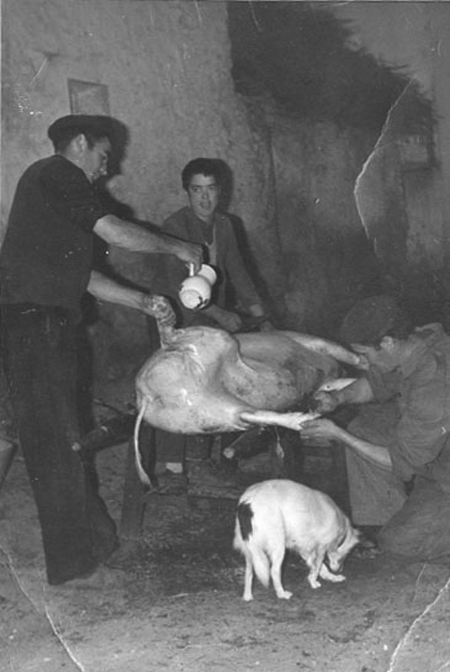 DÃ­a de matanza. Monforte.