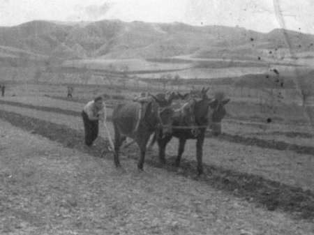 Labores de labranza con un grupo de caballerÃ­as. Daroca.