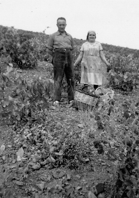 Recogida de las uvas en las viÃ±as de Daroca.