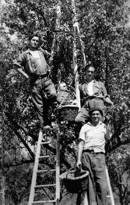 Recogida de fruta de los Ã¡rboles frutales. Daroca.