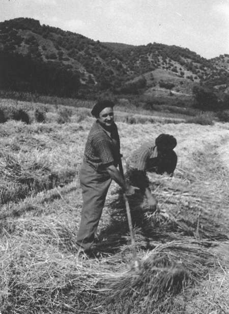 Labor agrÃ­cola de hacer la gavilla. Daroca.