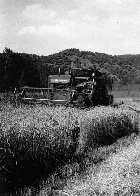 Utilizando una cosechadora en la recogida de mies. Daroca.