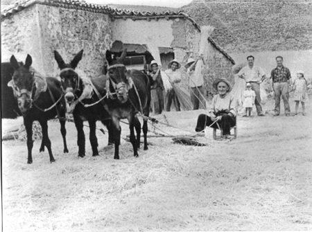 Vecino de Lagueruela trillando.