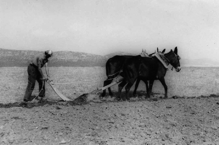Labores de arado en Badules.