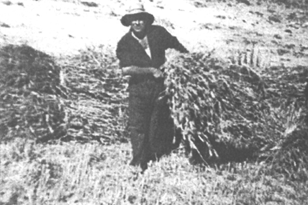 Recogiendo los fajos de mies. Villarreal de Huerva.