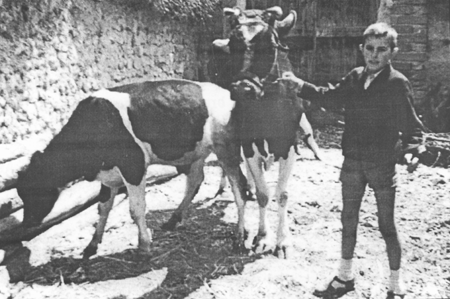 Cuidando de las vacas. Villarreal de Huerva.