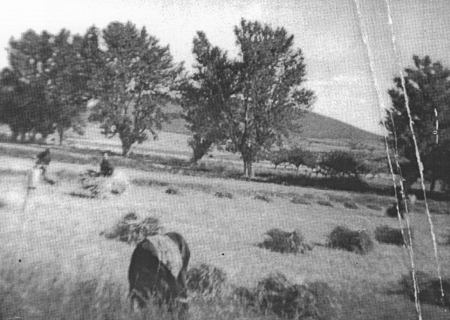 La mies en la espera del acarreo. Villarreal de Huerva.