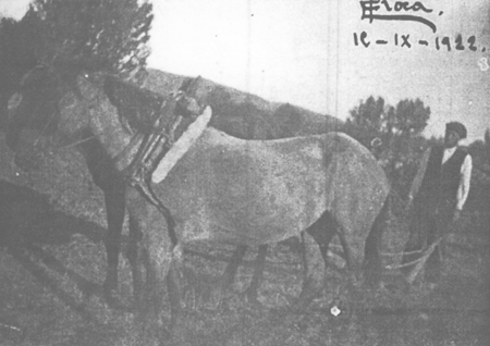 Victoriano arando en Villarreal de Huerva.