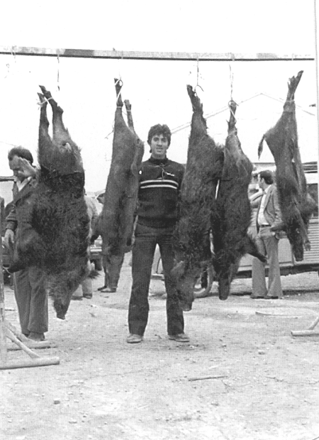 ToÃ±o Serrano con los jabalÃ­s cazados. Langa del Castillo.