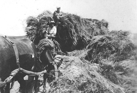 Acarreando la mies. Langa del Castillo.