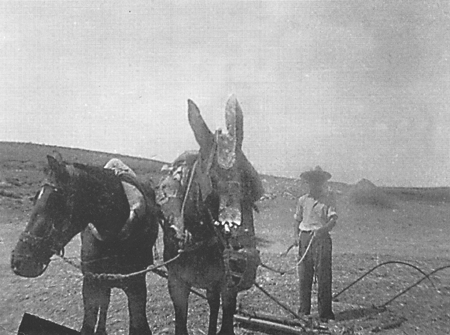 Juan Francisco MuÃ±oz trillando en la era. Langa del Castillo.