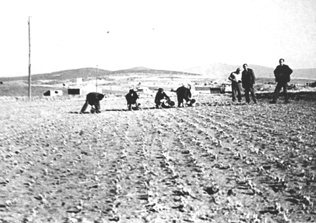 Recogida del azafrÃ¡n. Langa del Castillo.